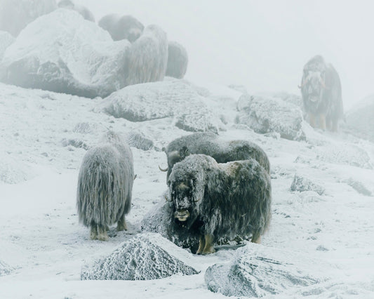 Musk Ox Between The Fog And Frost
