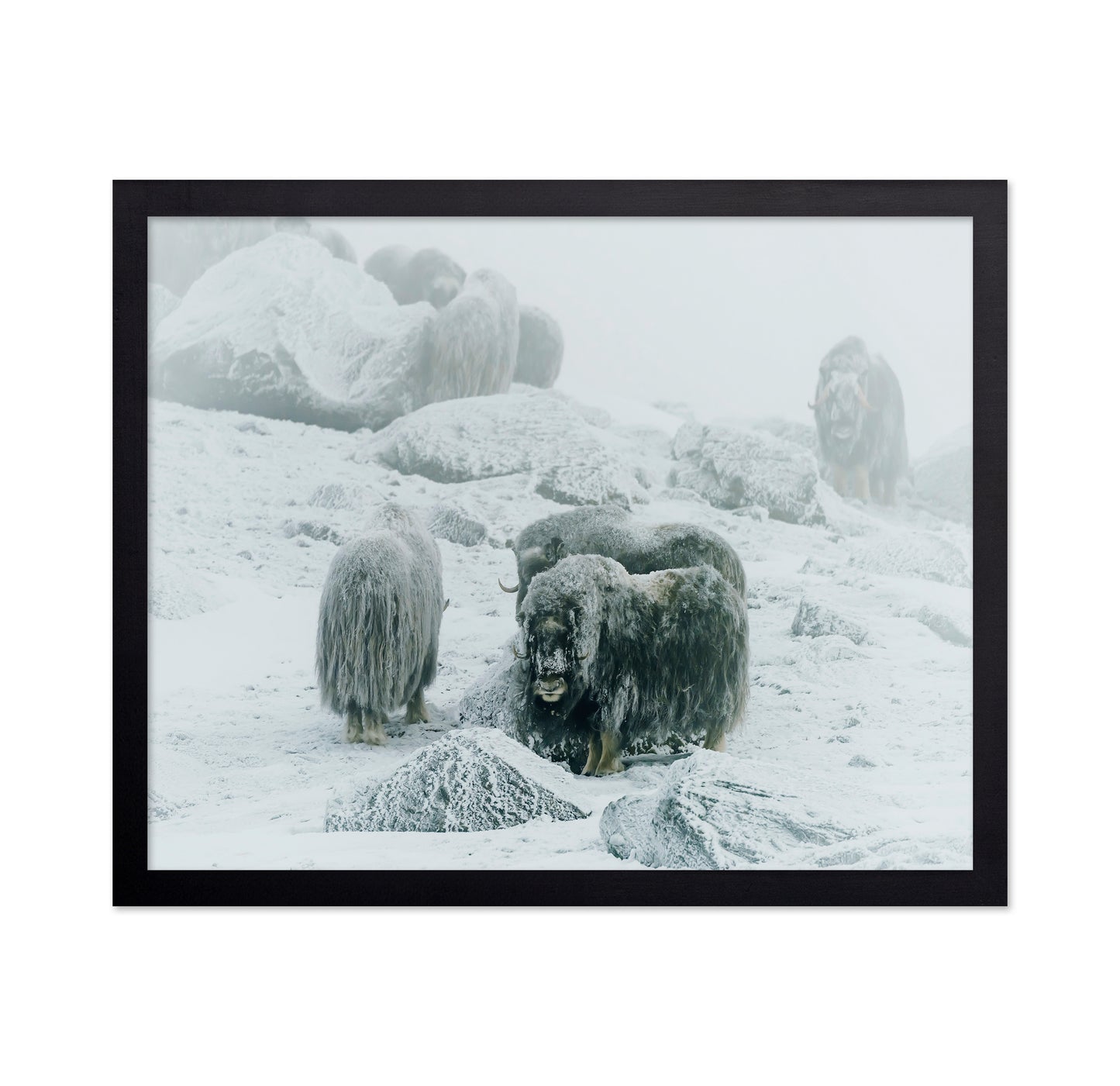 Musk Ox Between The Fog And Frost