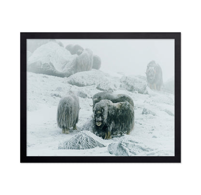 Musk Ox Between The Fog And Frost