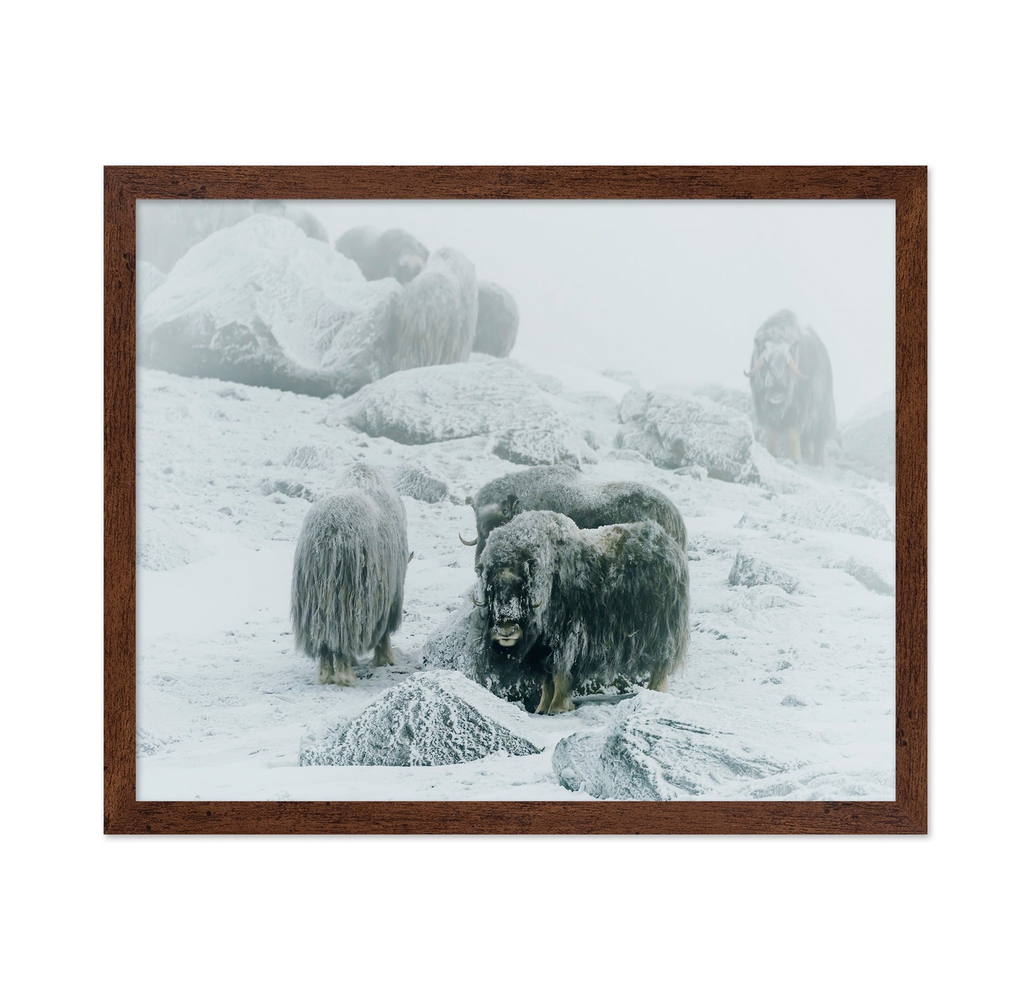 Musk Ox Between The Fog And Frost