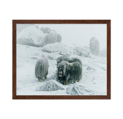 Musk Ox Between The Fog And Frost