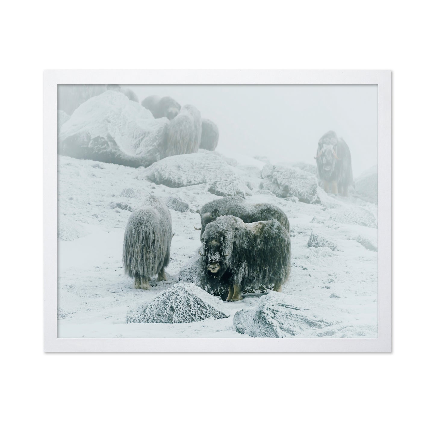 Musk Ox Between The Fog And Frost