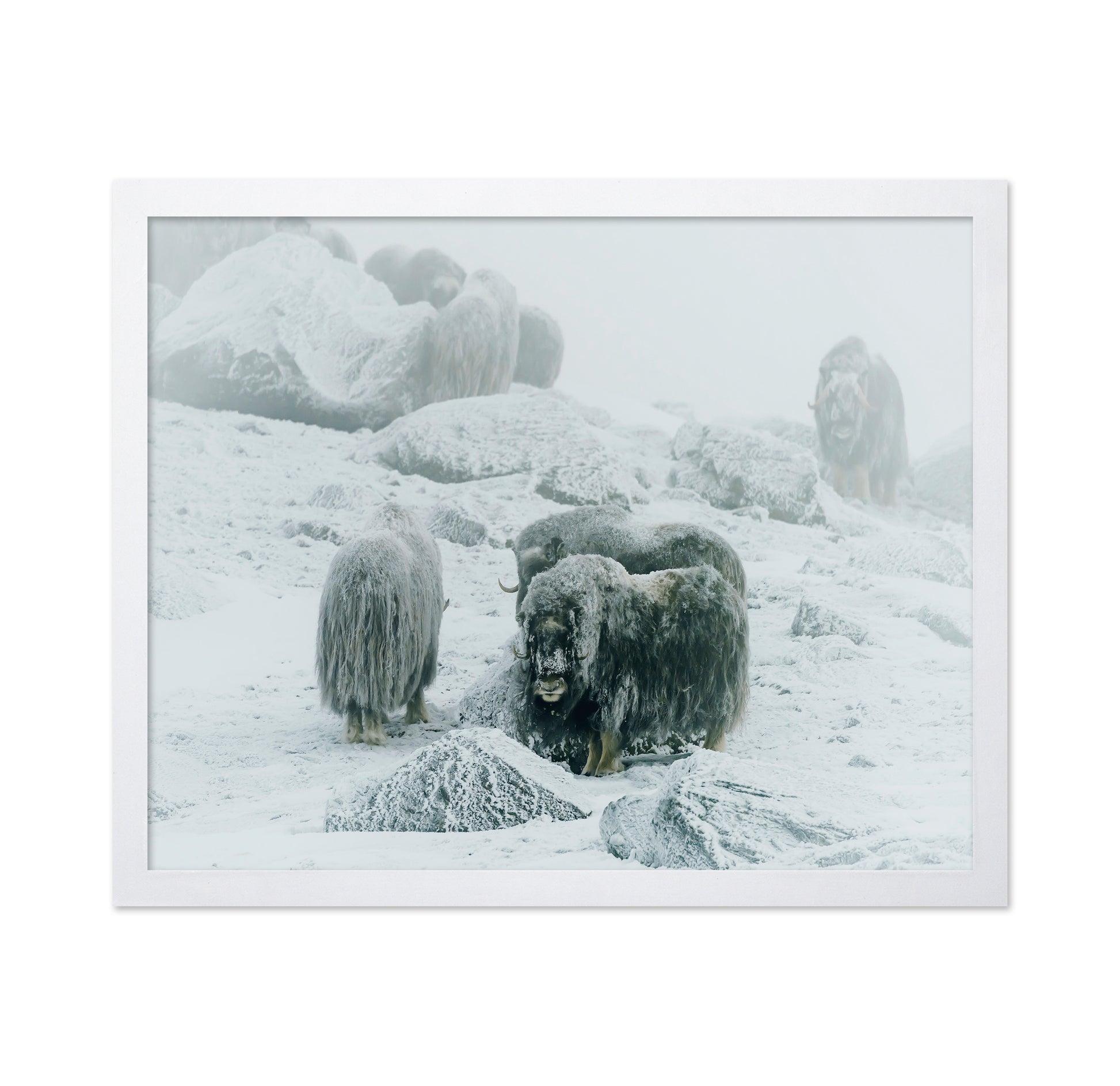 Musk Ox Between The Fog And Frost