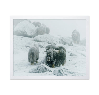 Musk Ox Between The Fog And Frost