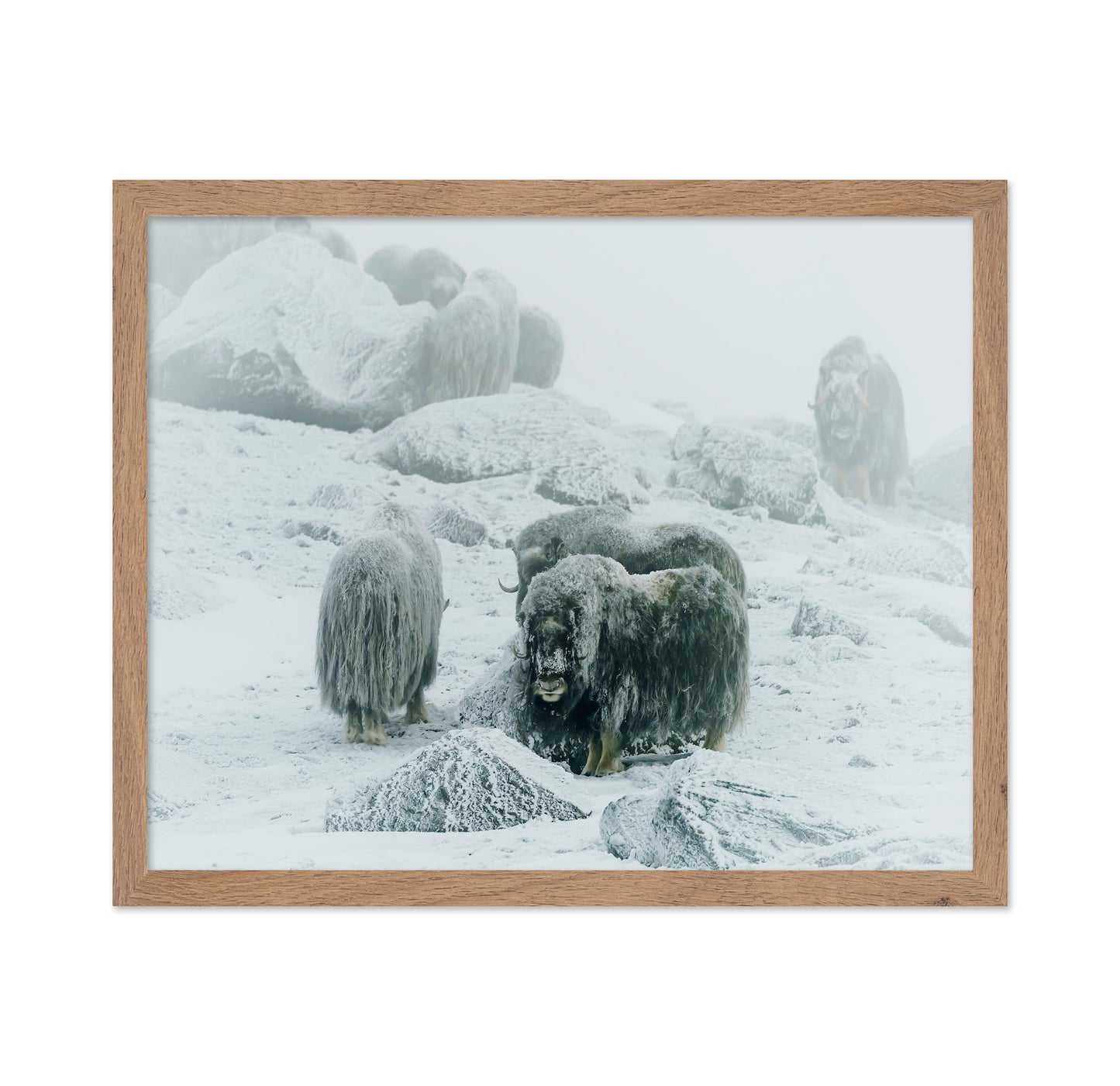 Musk Ox Between The Fog And Frost