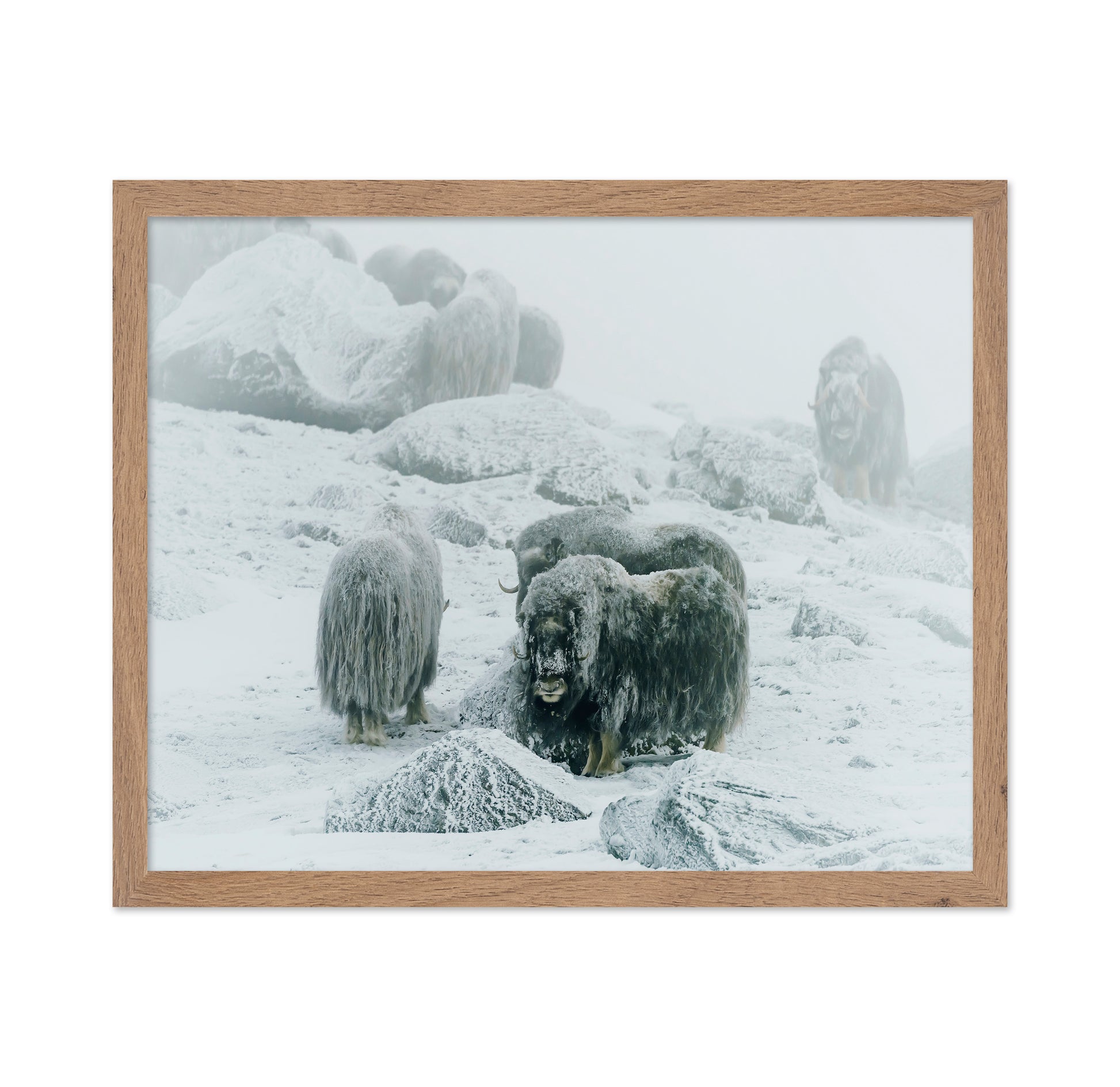 Musk Ox Between The Fog And Frost