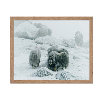 Musk Ox Between The Fog And Frost