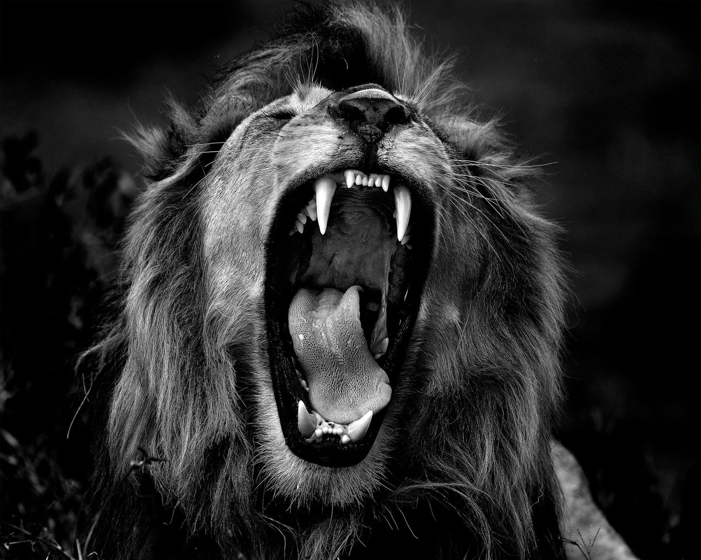 Roar