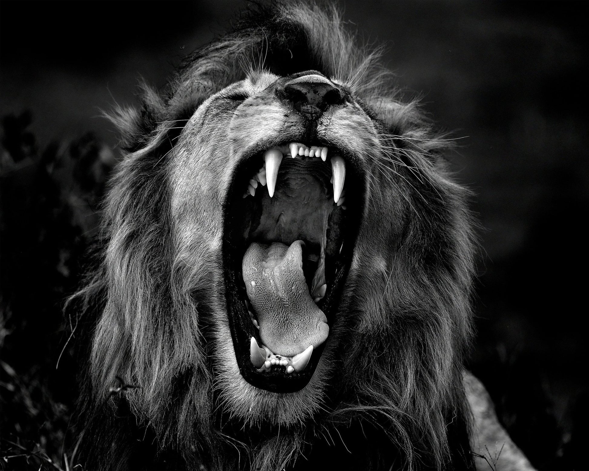 Roar