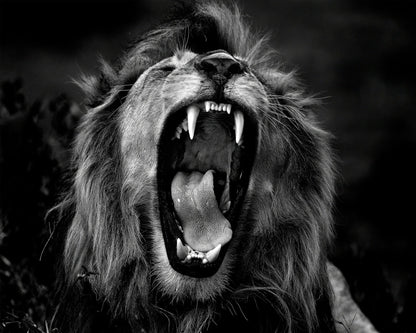 Roar