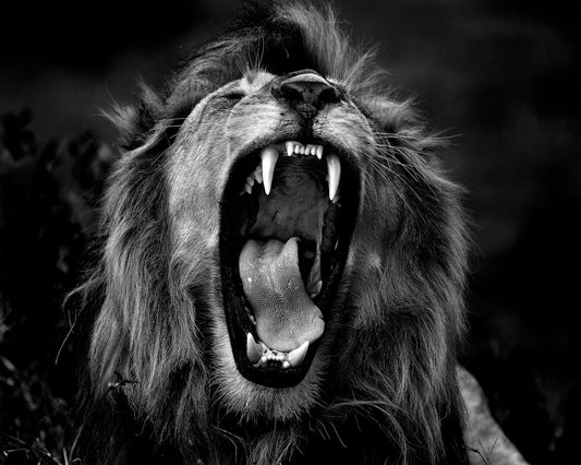 Roar