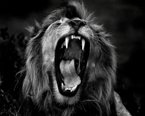 Roar