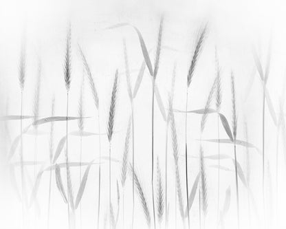 Corn Art