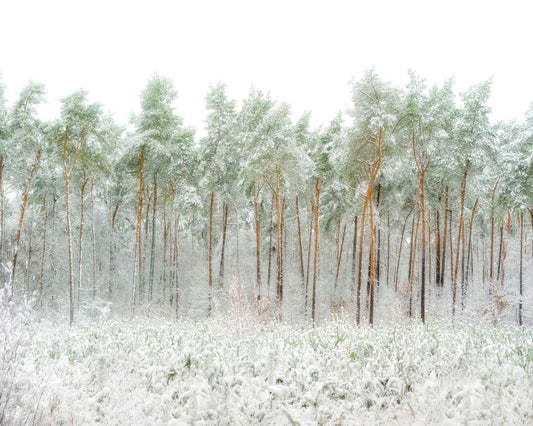 Snow World