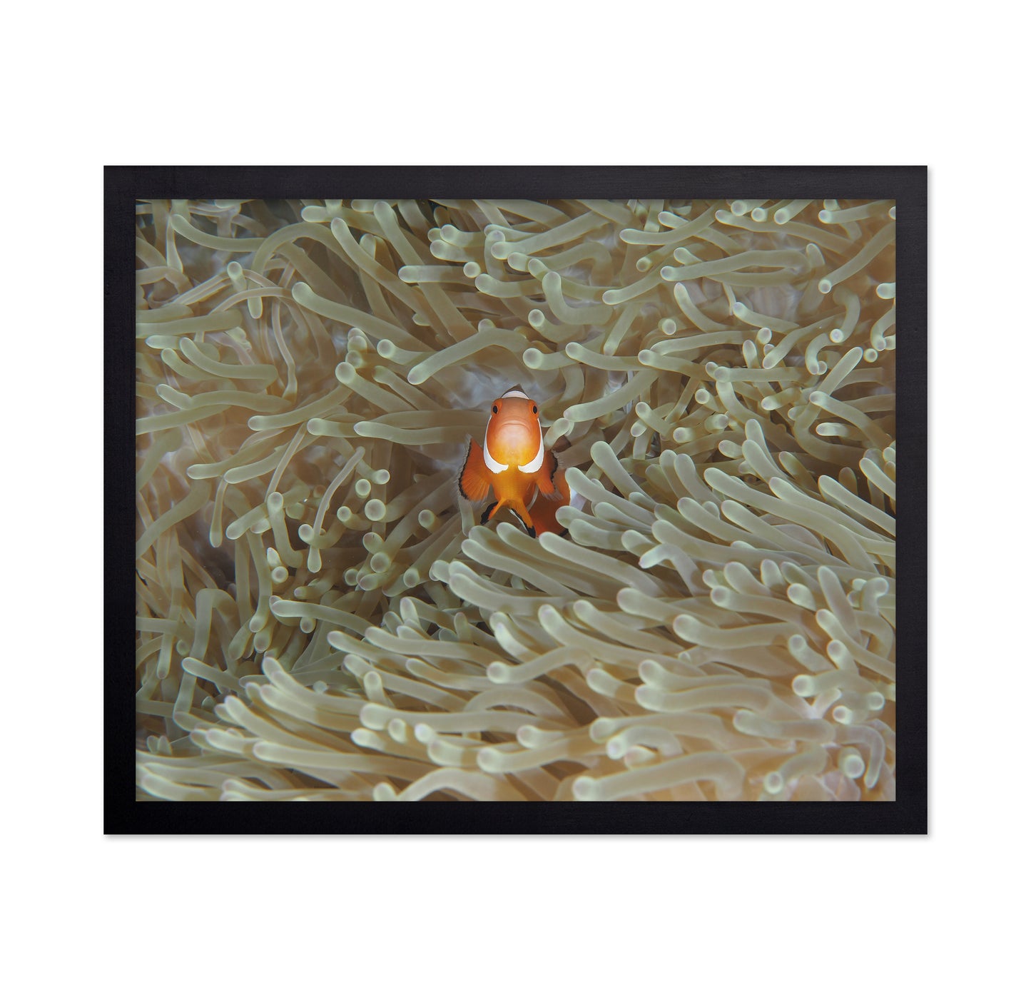 Amphiprion Ocellaris