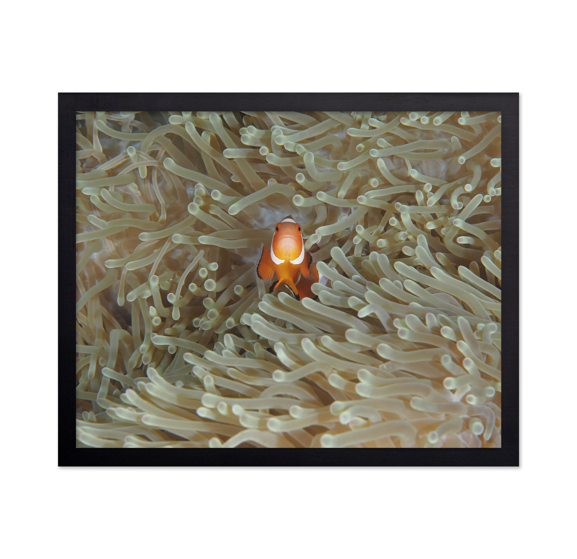 Amphiprion Ocellaris
