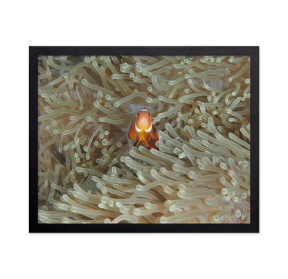 Amphiprion Ocellaris
