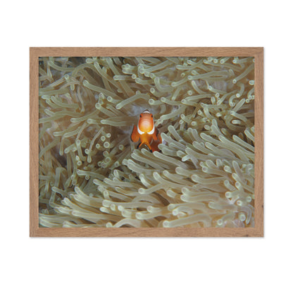 Amphiprion Ocellaris