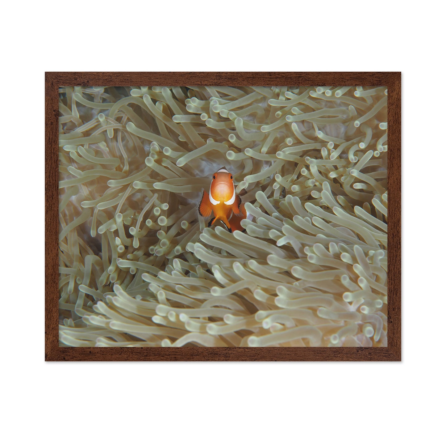 Amphiprion Ocellaris