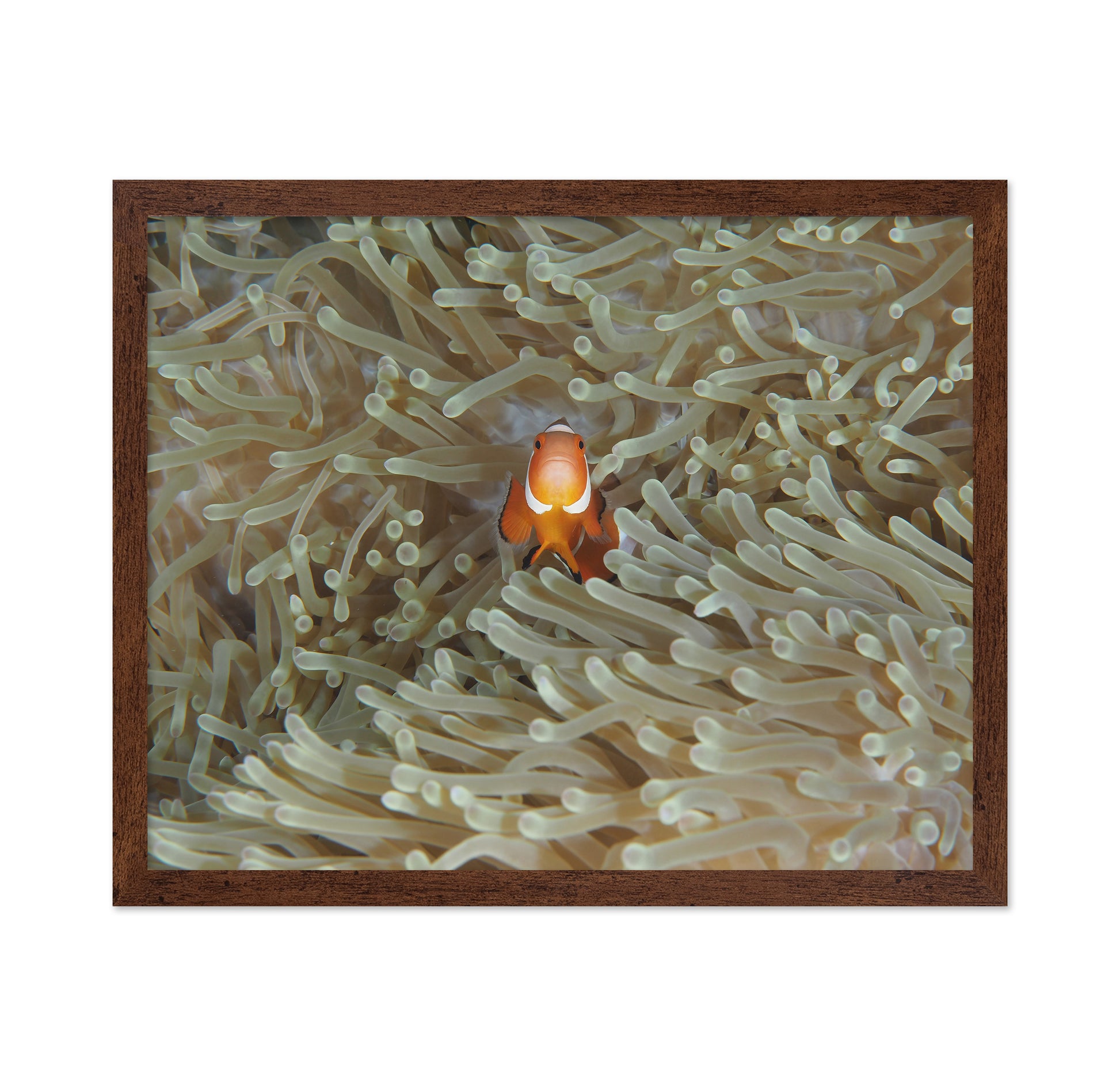 Amphiprion Ocellaris