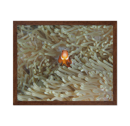Amphiprion Ocellaris