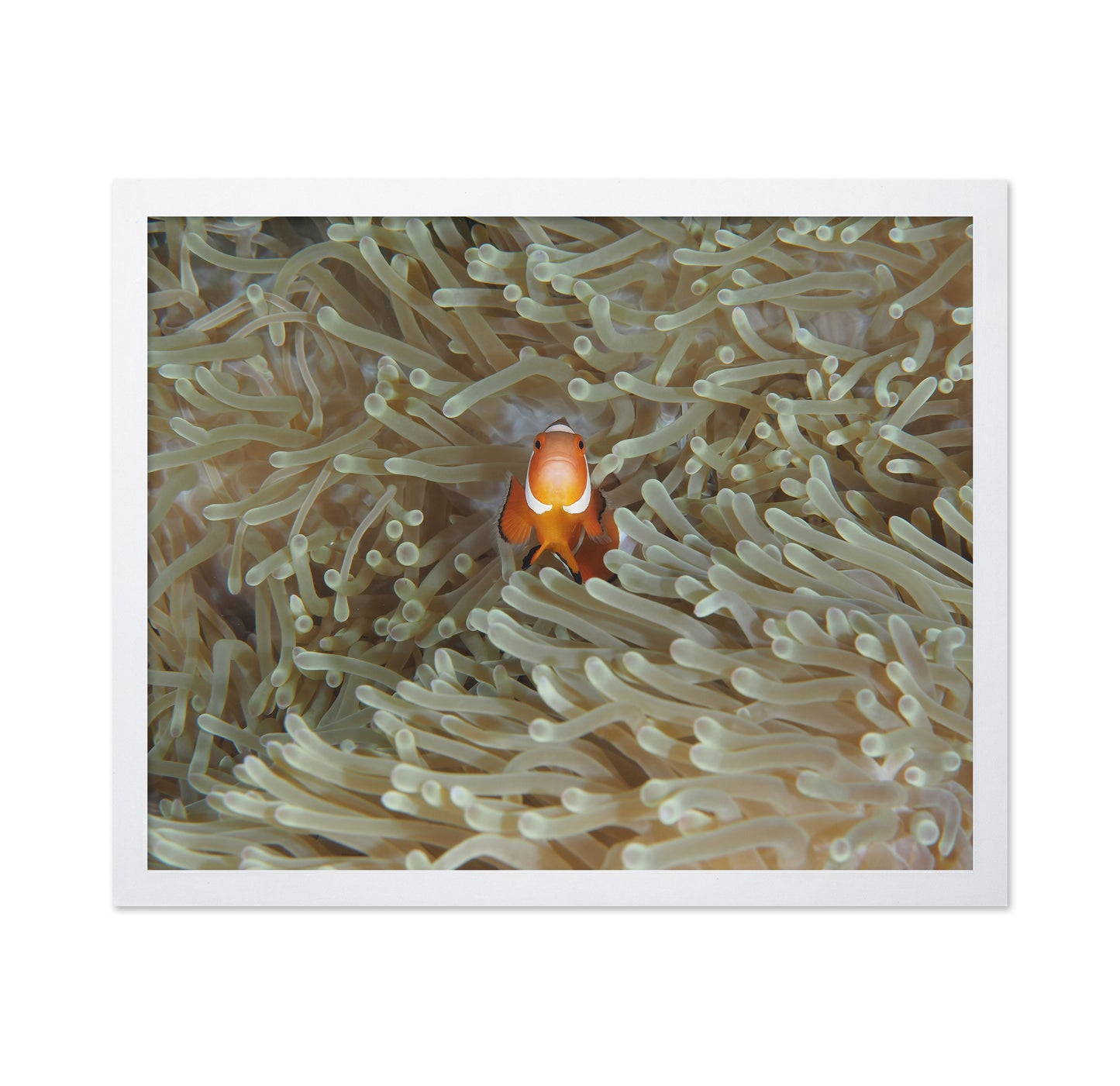 Amphiprion Ocellaris