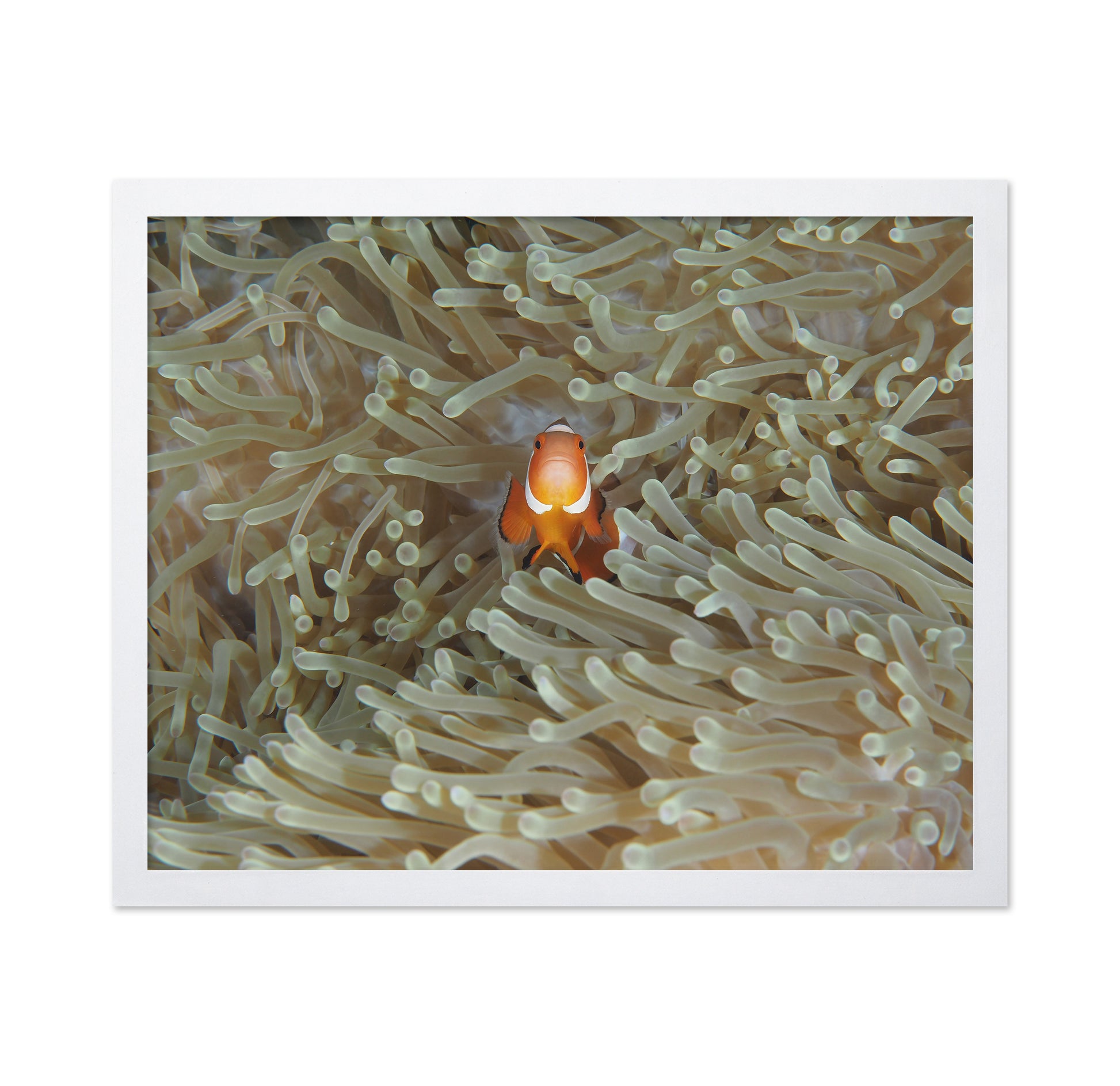 Amphiprion Ocellaris