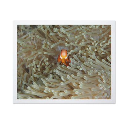 Amphiprion Ocellaris