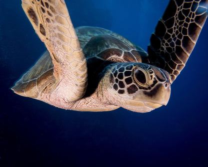 Encounter Of The Turtle Kind