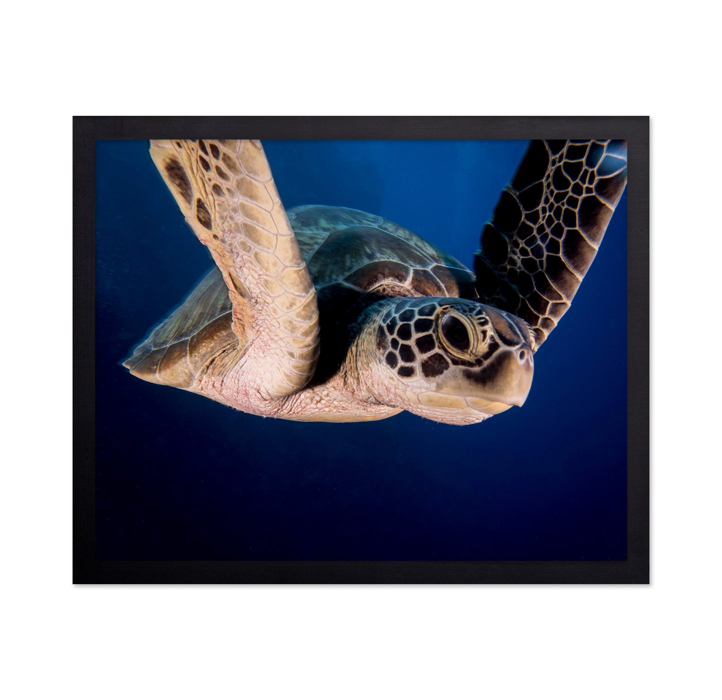 Encounter Of The Turtle Kind