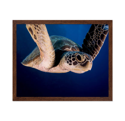 Encounter Of The Turtle Kind