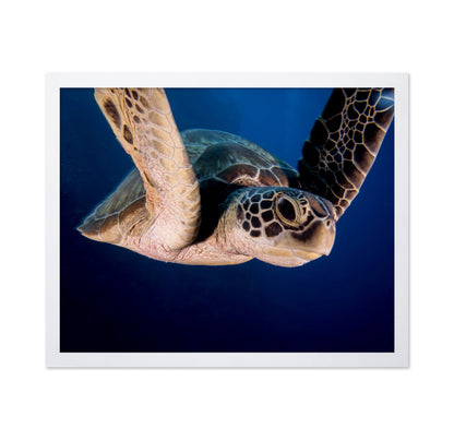 Encounter Of The Turtle Kind