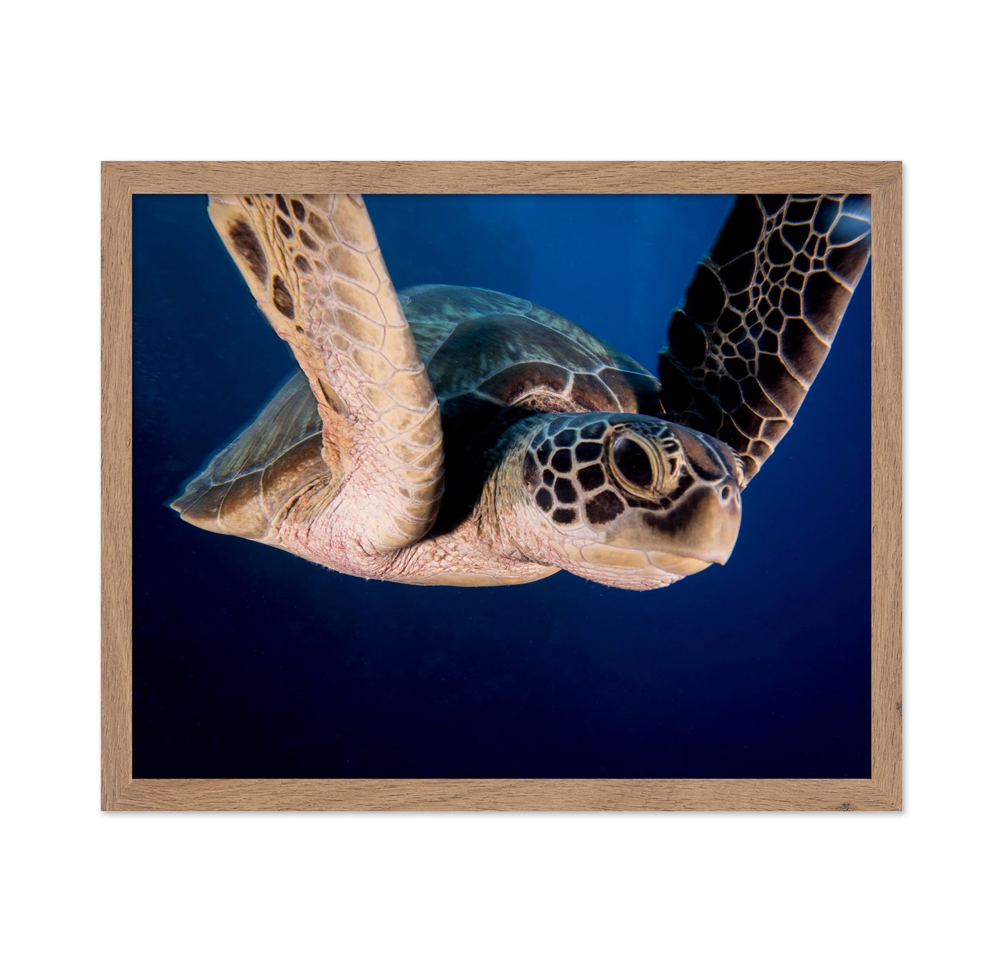 Encounter Of The Turtle Kind