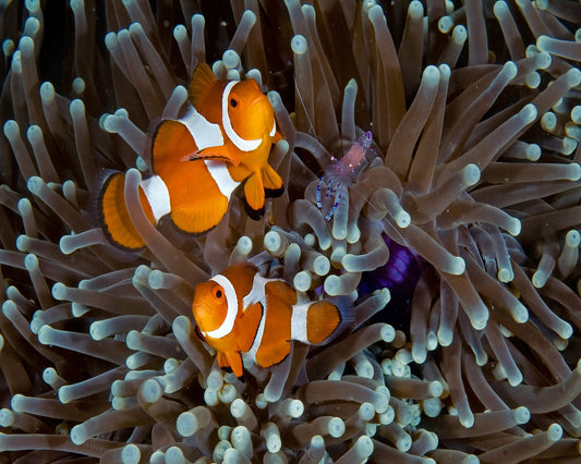 Fun At The Anemone