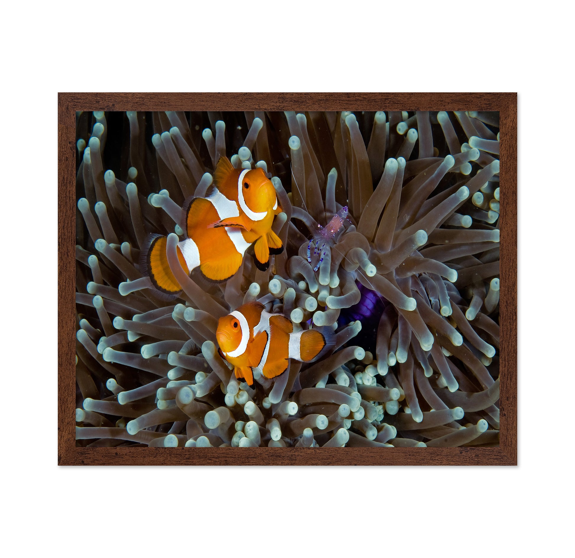 Fun At The Anemone
