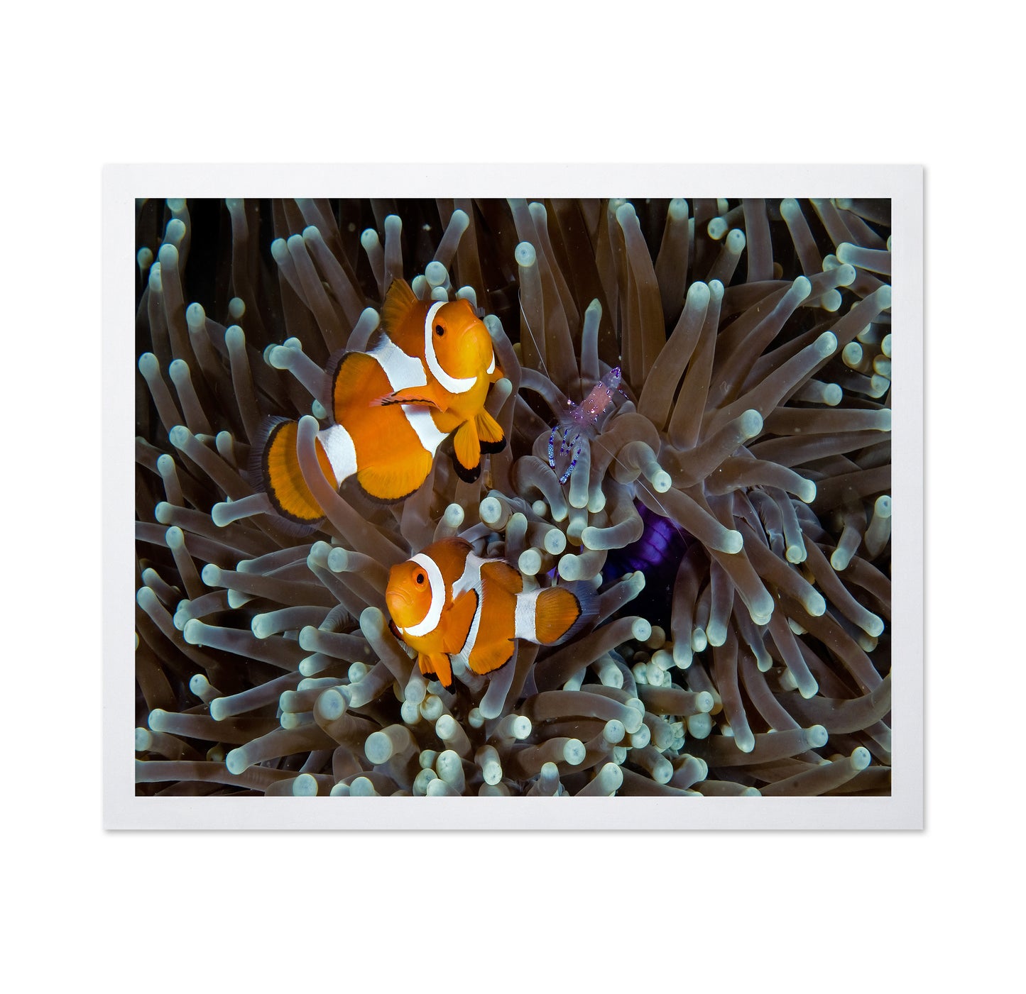 Fun At The Anemone