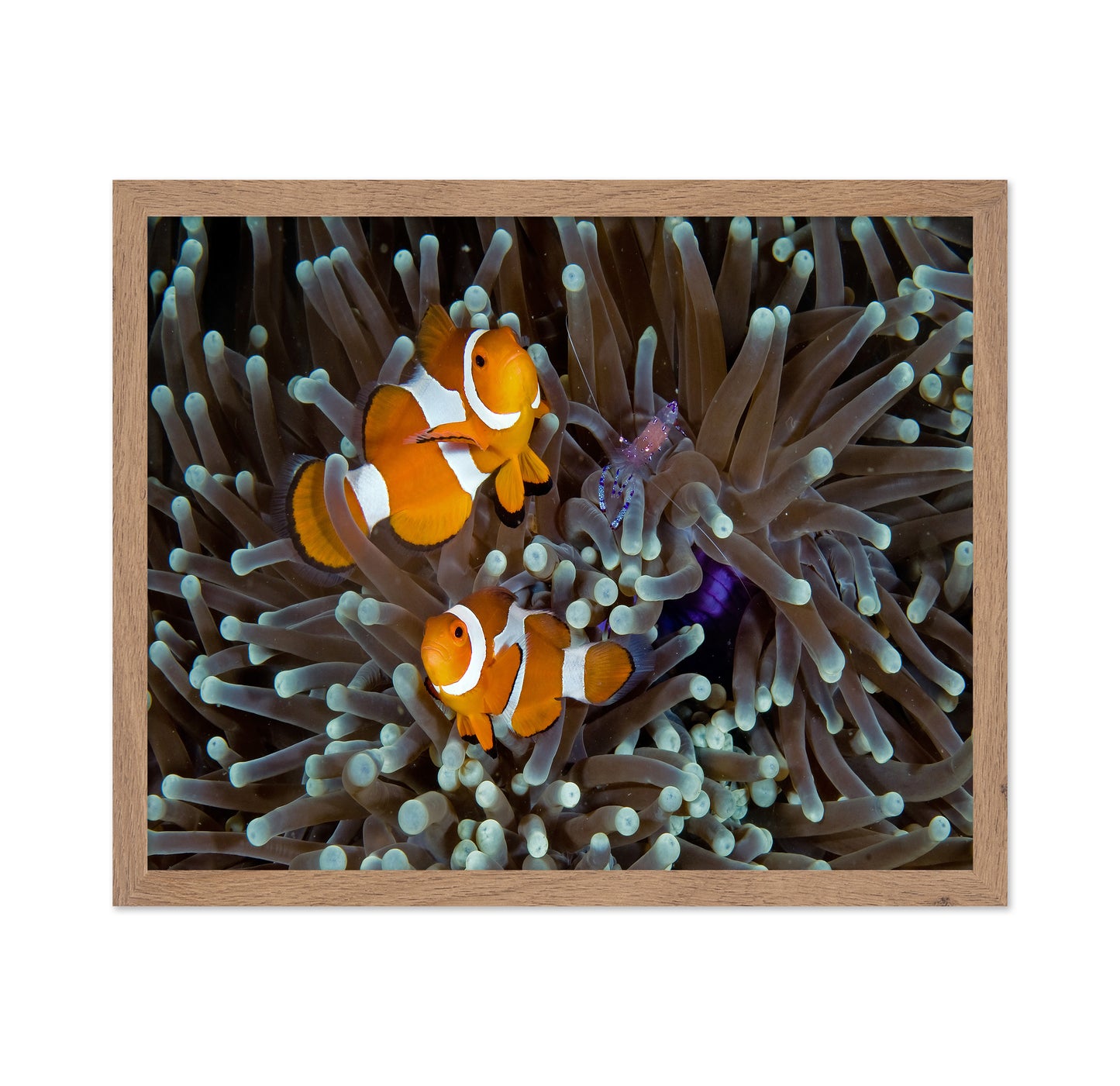 Fun At The Anemone