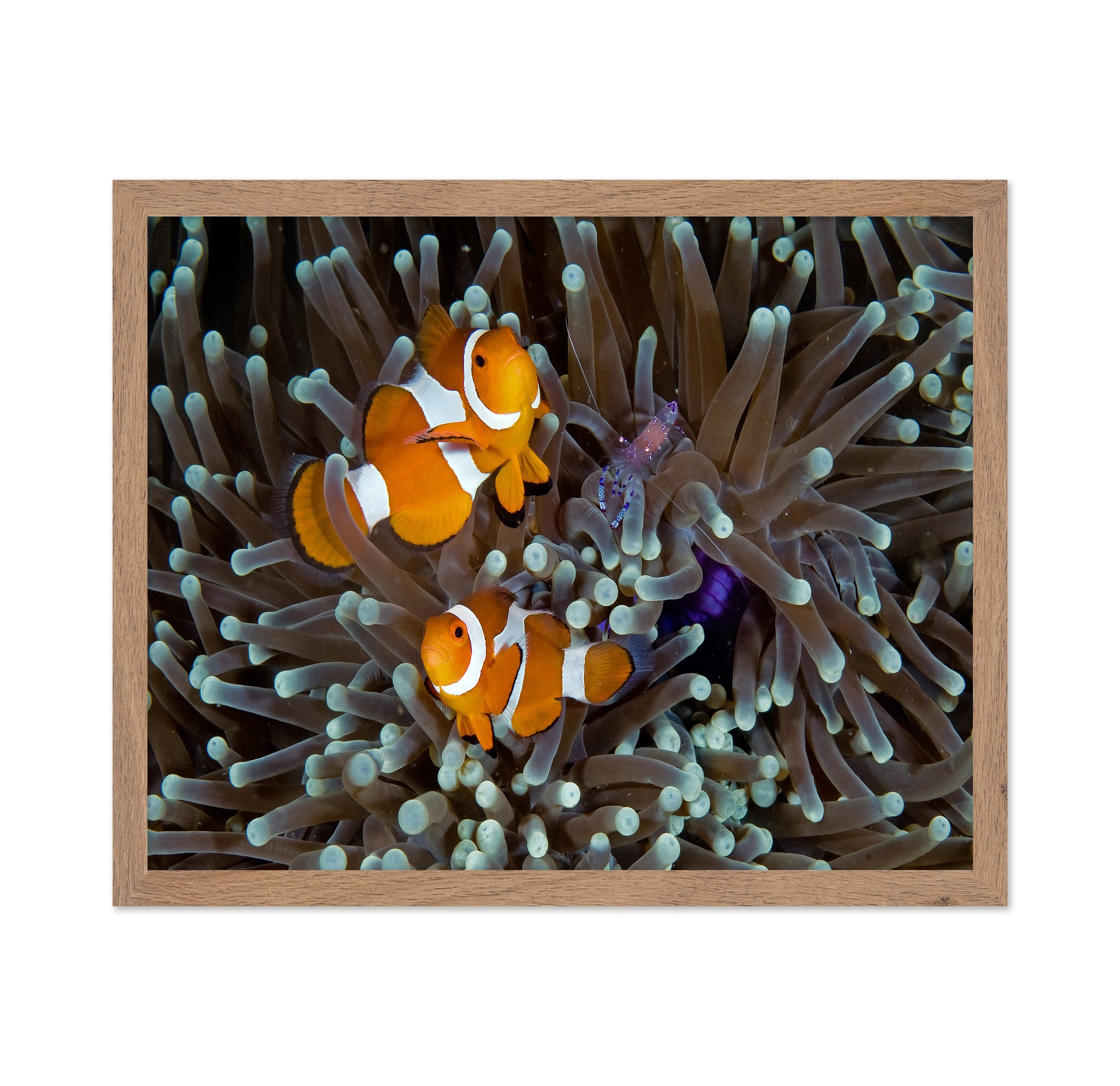 Fun At The Anemone