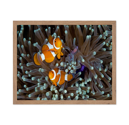 Fun At The Anemone