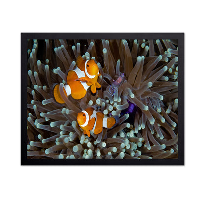 Fun At The Anemone