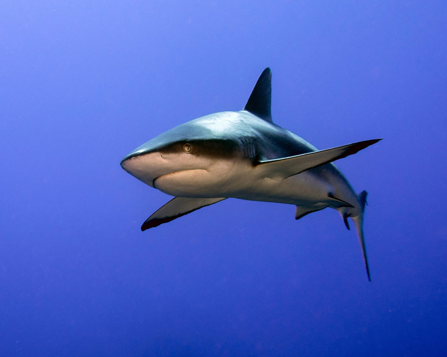 Grey Reef Shark