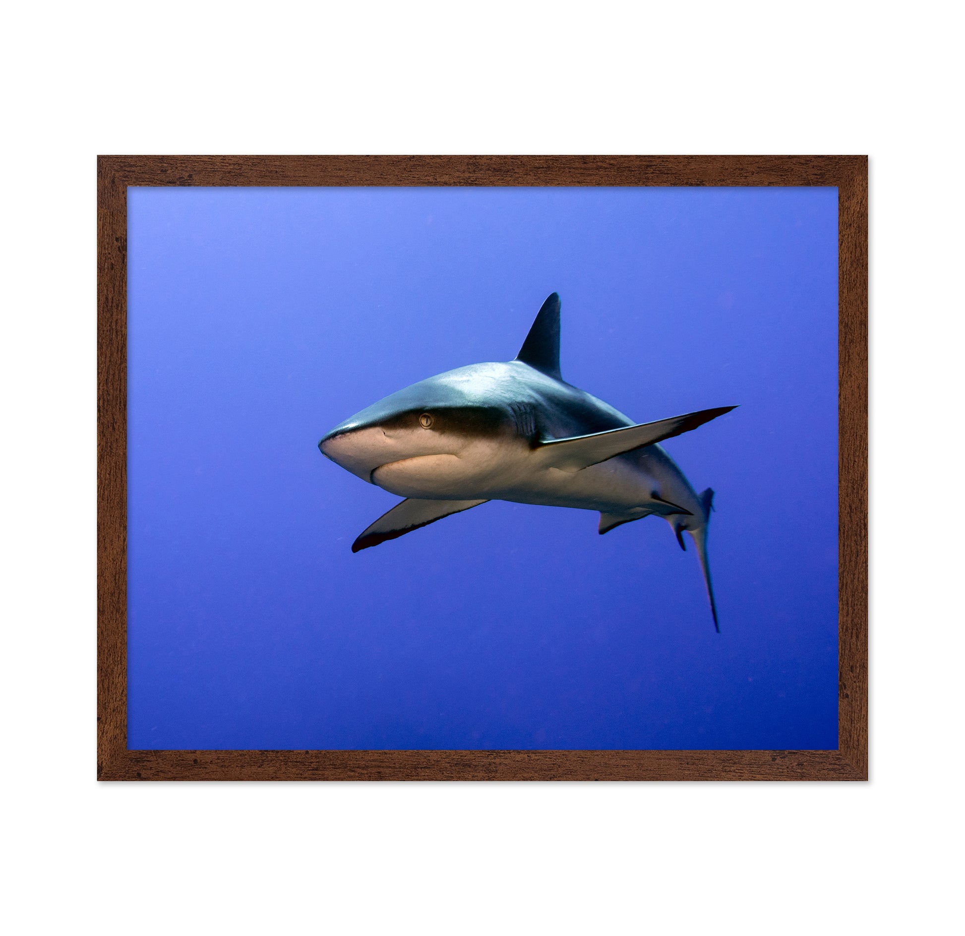 Grey Reef Shark