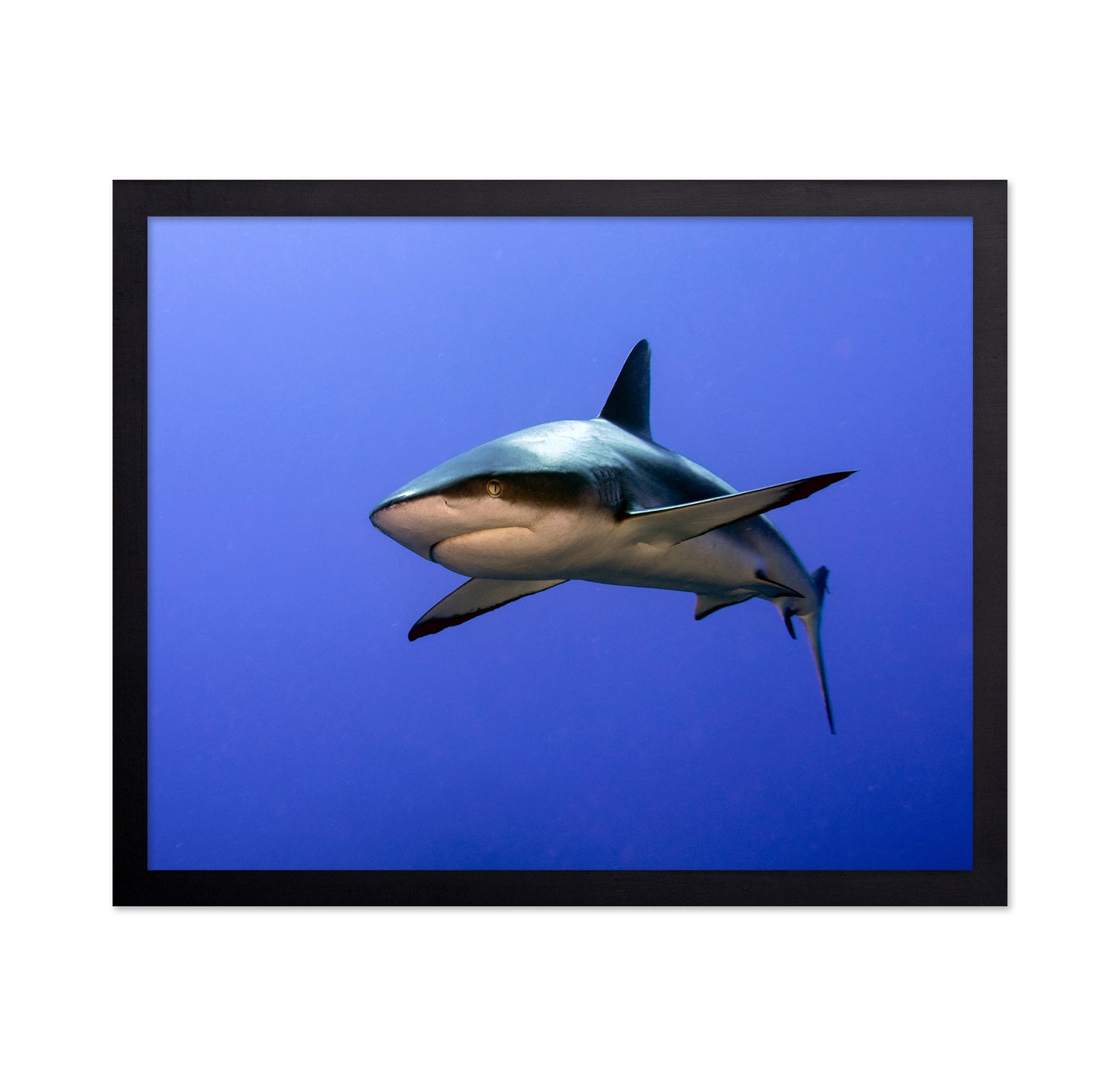 Grey Reef Shark