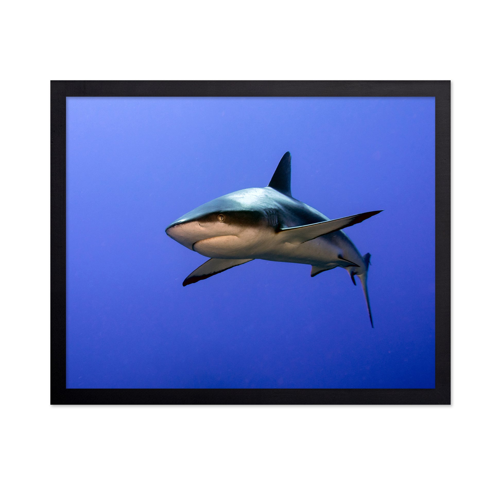 Grey Reef Shark