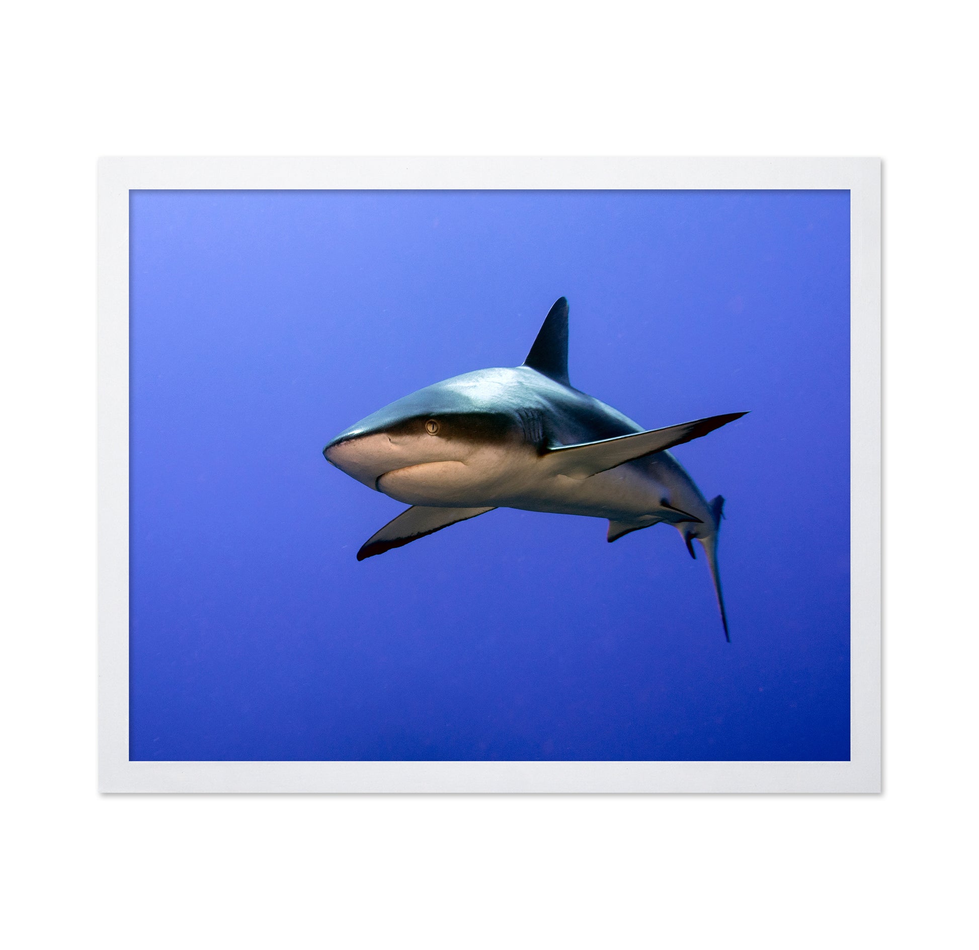 Grey Reef Shark