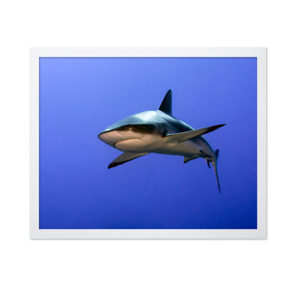 Grey Reef Shark