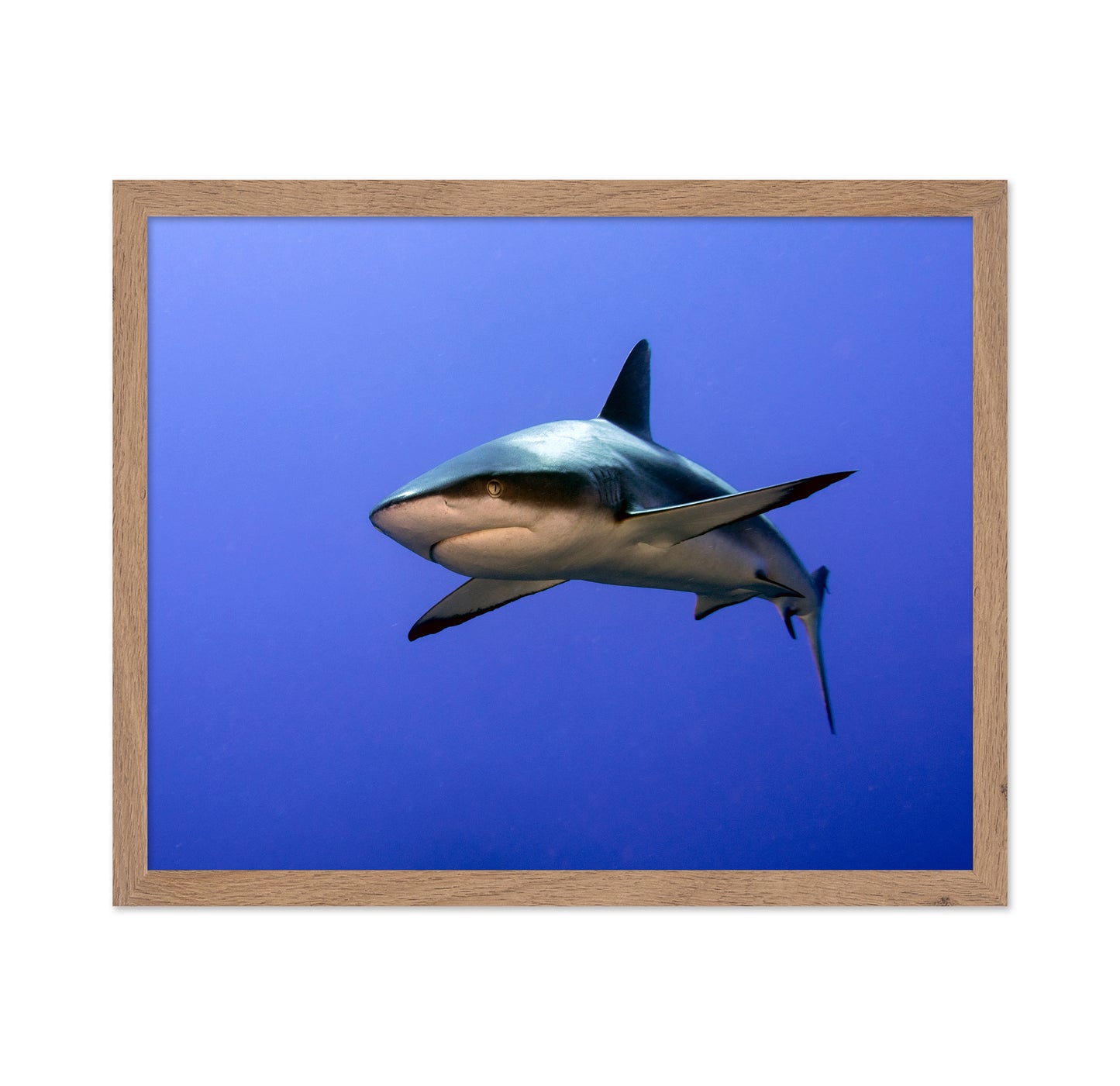 Grey Reef Shark