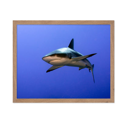 Grey Reef Shark