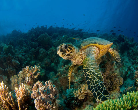 Hawksbill Turtle