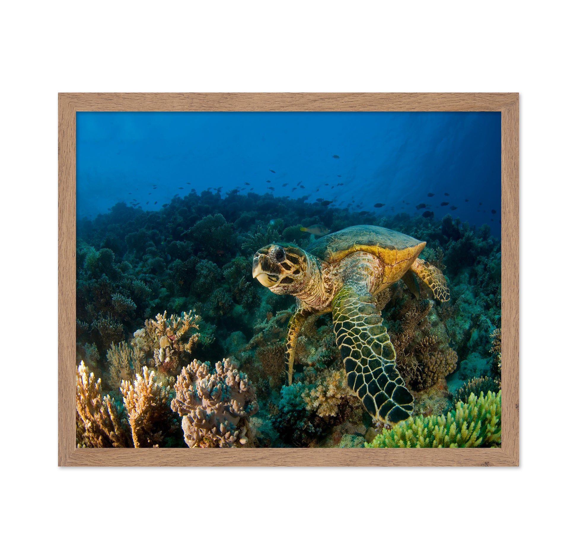 Hawksbill Turtle